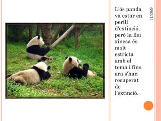 L'ós panda va estar en perill d'extinció, però la llei xinesa és molt estricta amb el tema i fins ara s'han recuperat de l'extinció. 