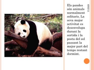 Els pandes són animals normalment solitaris. La seva major activitat es desenvolupa durant la sortida i la posta del sol passant la major part del temps restant dormint. 