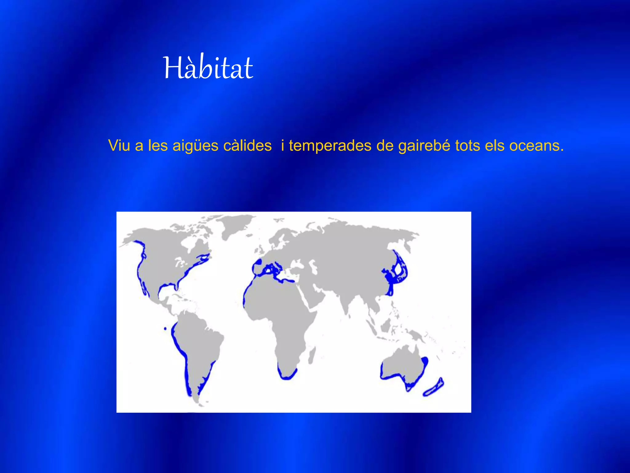 Hàbitat 
Viu a les aigües càlides i temperades de gairebé tots els oceans. 
 