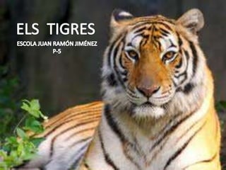 Els tigres
