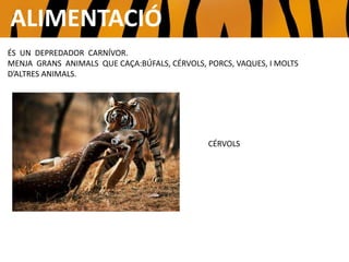 ALIMENTACIÓ
ÉS UN DEPREDADOR CARNÍVOR.
MENJA GRANS ANIMALS QUE CAÇA:BÚFALS, CÉRVOLS, PORCS, VAQUES, I MOLTS
D’ALTRES ANIMALS.
CÉRVOLS
 