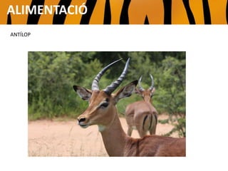 ALIMENTACIÓ
ANTÍLOP
 