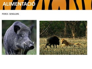 ALIMENTACIÓ
PORCS SENGLARS
 