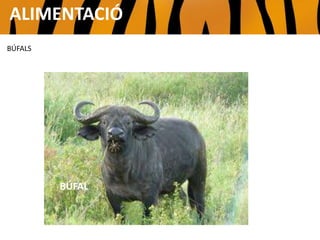 PORC SENGLAR
BÚFAL
ALIMENTACIÓ
BÚFALS
 