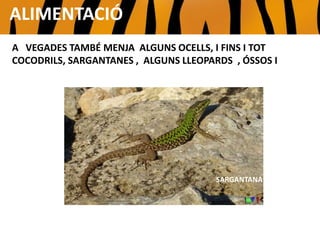 A VEGADES TAMBÉ MENJA ALGUNS OCELLS, I FINS I TOT
COCODRILS, SARGANTANES , ALGUNS LLEOPARDS , ѳSOS I
SARGANTANA
ALIMENTACIÓ
 