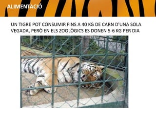 UN TIGRE POT CONSUMIR FINS A 40 KG DE CARN D'UNA SOLA
VEGADA, PERÒ EN ELS ZOOLÒGICS ES DONEN 5-6 KG PER DIA.
ALIMENTACIÓ
 