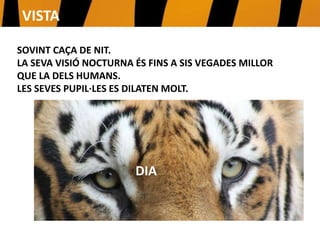 SOVINT CAÇA DE NIT.
LA SEVA VISIÓ NOCTURNA ÉS FINS A SIS VEGADES MILLOR
QUE LA DELS HUMANS.
LES SEVES PUPIL·LES ES DILATEN MOLT. NIT
DIA
VISTA
 