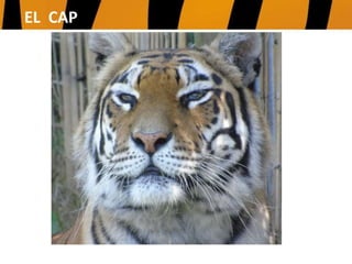 UTILITZEN ELS ULLALS
PER A MATAR I
ESTRIPAR LA CARN
DELS ANIMALS QUE
CACEN.
EL CAP
 