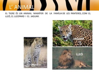 EL TIGRE ÉS UN ANIMAL MAMÍFER DE LA FAMÍLIA DE LES PANTERES, COM EL
LLEÓ, EL LLEOPARD I EL JAGUAR.
LLEOPARD
LLEÓ
JAGUAR
L’ ANIMAL
 