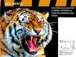 UTILITZEN ELS ULLALS
PER A MATAR I
ESTRIPAR LA CARN
DELS ANIMALS QUE
CACEN.
LES DENTS
UTILITZEN ELS ULLALS PER
A MATAR I ESTRIPAR LA
CARN DELS ANIMALS QUE
CACEN.
 