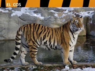 UTILITZEN ELS ULLALS
PER A MATAR I
ESTRIPAR LA CARN
DELS ANIMALS QUE
CACEN.
EL COS
 
