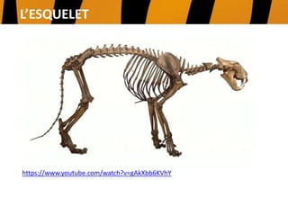UTILITZEN ELS ULLALS
PER A MATAR I
ESTRIPAR LA CARN
DELS ANIMALS QUE
CACEN.
L’ESQUELET
https://www.youtube.com/watch?v=gAkXbb6KVhY
 