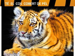 TÉ EL COS COBERT DE PÉL
 