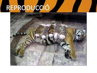 Els tigres