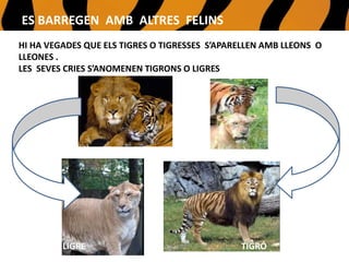 HI HA VEGADES QUE ELS TIGRES O TIGRESSES S’APARELLEN AMB LLEONS O
LLEONES .
LES SEVES CRIES S’ANOMENEN TIGRONS O LIGRES
TIGRÓLIGRE
ES BARREGEN AMB ALTRES FELINS
 