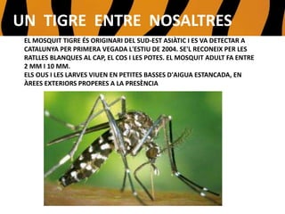 TIGRE , UN MOSQUIT MOLT EMPIPADOR
EL MOSQUIT TIGRE ÉS ORIGINARI DEL SUD-EST ASIÀTIC I ES VA DETECTAR A
CATALUNYA PER PRIMERA VEGADA L'ESTIU DE 2004. SE'L RECONEIX PER LES
RATLLES BLANQUES AL CAP, EL COS I LES POTES. EL MOSQUIT ADULT FA ENTRE
2 MM I 10 MM.
ELS OUS I LES LARVES VIUEN EN PETITES BASSES D'AIGUA ESTANCADA, EN
ÀREES EXTERIORS PROPERES A LA PRESÈNCIA HUMANA.
UN TIGRE ENTRE NOSALTRES
 