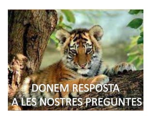 Els tigres