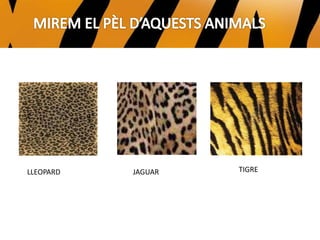 LLEOPARD JAGUAR TIGRE
JAGUAR TIGRELLEOPARD
 