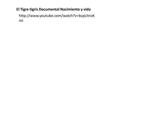 http://www.youtube.com/watch?v=bcpLItnzK
mI
El Tigre tigris Documental Nacimiento y vida
 