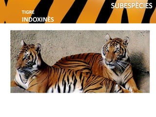 TIGRE DE BENGALA
TIGRE
INDOXINÈS
 