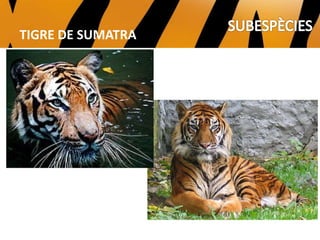 TIGRE MALAI
TIGRE DE SUMATRA
 