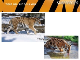 TIGRE SIBERIÀ
TIGRE DEL SUD DE LA XINA
 