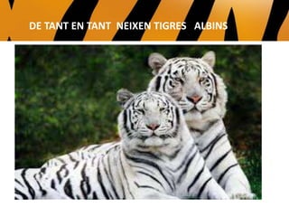 DE TANT EN TANT NEIXEN TIGRES ALBINS
 