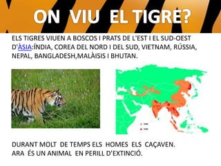 ELS TIGRES VIUEN A BOSCOS I PRATS DE L'EST I EL SUD-OEST
D'ÀSIA:ÍNDIA, COREA DEL NORD I DEL SUD, VIETNAM, RÚSSIA,
NEPAL, BANGLADESH,MALÀISIS I BHUTAN.
DURANT MOLT DE TEMPS ELS HOMES ELS CAÇAVEN.
ARA ÉS UN ANIMAL EN PERILL D’EXTINCIÓ.
 