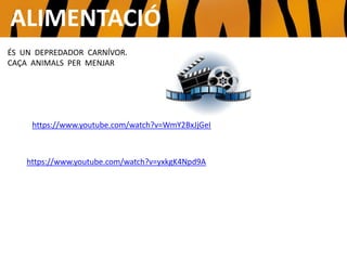 ALIMENTACIÓ
ÉS UN DEPREDADOR CARNÍVOR.
CAÇA ANIMALS PER MENJAR
https://www.youtube.com/watch?v=WmY2BxJjGeI
https://www.youtube.com/watch?v=yxkgK4Npd9A
 