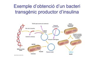 Exemple d’obtenció d’un bacteri
transgènic productor d’insulina
 