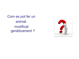 Com es pot fer un
animal
modificat
genèticament ?
 