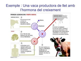 Exemple : Una vaca productora de llet amb
l’hormona del creixement
 