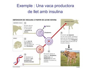 Exemple : Una vaca productora
de llet amb insulina
 