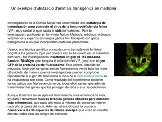 Investigadores de la Clínica Mayo han desarrollado una estrategia de
inmunización para combatir el virus de la inmunodeficiencia felina
(VIF), muy similar al que causa el sida en humanos. Para la
investigación, publicada en la revista Nature Methods, médicos, virólogos,
veterinarios y expertos en terapia génica han trabajado con gatos
transgénicos a los que incorporaron proteínas protectoras.
Usando una técnica genética conocida como transgénesis lentiviral
dirigida a los gametos (que por primera vez se ha usado en un mamífero
carnívoro), los investigadores insertaron un gen de los macacos
llamado TRIMCyp, que bloquea la infección del VIF, junto con el gen
GFP de la proteína verde fluorescente. Este último, obtenido de
medusas, hace que los gatos emitan fluorescencia verde bajo los rayos
ultravioleta, de manera que los investigadores pueden comprobar
rápidamente si el gen de resistencia al virus de la inmunodeficiencia se
ha trasplantado con éxito. Como resultado del experimento nacieron
varios gatitos con fluorescencia verde, todos ellos sanos, que además
transmitieron los genes que los protegen del sida a sus descendientes.
Aunque la técnica no se aplicará directamente a los enfermos de sida,
ayudará a desarrollar nuevas terapias génicas eficaces para combatir
esta enfermedad, que cada año mata a millones de personas mueren
cada año a causa del sida. Además, el estudio podría ayudar a
conservar a las 36 especies de felinos salvajes que viven en nuestro
planeta, todas ellas en peligro de extinción.
Un exemple d’utilització d’animals transgènics en medicina
 
