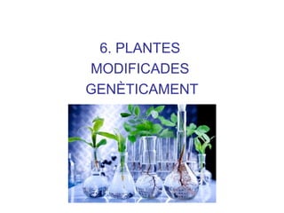 6. PLANTES
MODIFICADES
GENÈTICAMENT
 