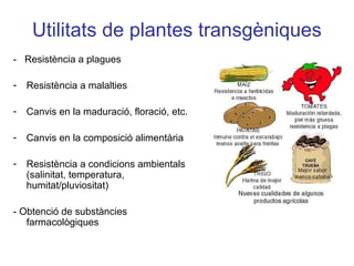 Utilitats de plantes transgèniques
- Resistència a plagues
- Resistència a malalties
- Canvis en la maduració, floració, etc.
- Canvis en la composició alimentària
- Resistència a condicions ambientals
(salinitat, temperatura,
humitat/pluviositat)
- Obtenció de substàncies
farmacològiques
 