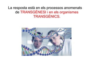 La resposta està en els processos anomenats
de TRANSGÈNESI i en els organismes
TRANSGÈNICS.
 