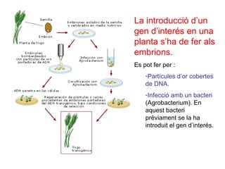 La introducció d’un
gen d’interés en una
planta s’ha de fer als
embrions.
Es pot fer per :
-Partícules d’or cobertes
de DNA.
-Infecció amb un bacteri
(Agrobacterium). En
aquest bacteri
prèviament se la ha
introduit el gen d’interés.
 