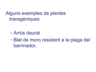 Alguns exemples de plantes
transgèniques
- Arròs daurat
- Blat de moro resistent a la plaga del
barrinador.
 