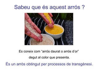 Sabeu que és aquest arrós ?
Es coneix com “arrós daurat o arrós d’or”
degut al color que presenta.
És un arròs obtingut per processos de transgènesi.
 