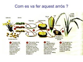 Com es va fer aquest arrós ?
 