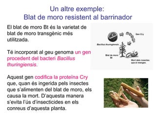Un altre exemple:
Blat de moro resistent al barrinador
El blat de moro Bt és la varietat de
blat de moro transgènic més
utilitzada.
Té incorporat al geu genoma un gen
procedent del bacteri Bacillus
thuringiensis.
Aquest gen codifica la proteïna Cry
que, quan és ingerida pels insectes
que s’alimenten del blat de moro, els
causa la mort. D’aquesta manera
s’evita l’ús d’insecticides en els
conreus d’aquesta planta.
 