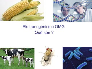 Els transgènics o OMG
Què són ?
 