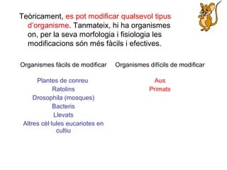 Teòricament, es pot modificar qualsevol tipus
d’organisme. Tanmateix, hi ha organismes
on, per la seva morfologia i fisiologia les
modificacions són més fàcils i efectives.
Organismes fàcils de modificar Organismes difícils de modificar
Plantes de conreu
Ratolins
Drosophila (mosques)
Bacteris
Llevats
Altres cèl·lules eucariotes en
cultiu
Aus
Primats
 