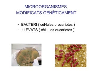 MICROORGANISMES
MODIFICATS GENÈTICAMENT
- BACTERI ( cèl·lules procariotes )
- LLEVATS ( cèl·lules eucariotes )
 