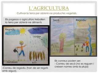 L´AGRICULTURA
Cultivar la terra per obtenir-ne productes vegetals.
Els pagesos o agricultors treballen
la terra per obtenir-ne aliments
Els conreus poden ser:
- Conreu de secà (no es reguen i
creixen nomes amb la pluja)
-Conreu de regadiu (han de ser regats
amb aigua).
Regadiu Secà
Secà Regadiu
BLAT
OLIVERA
Hortalisses
 
