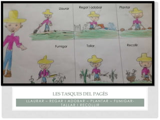 L L A U R A R – R E G A R I A D O B A R – P L A N T A R – F U M I G A R -
T A L L A R I R E C O L L I R
LES TASQUES DEL PAGÈS
Llaurar Regar i adobar Plantar
Fumigar Tallar Recollir
 