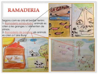 Segons com es cria el bestiar tenim:
1- Ramaderia estabulada: animals es
crien a les granges i s´alimenten de
pinsos.
2- Ramaderia de pastura: els animals
es crien a l´aire lliure
 