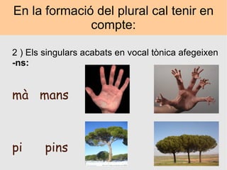 En la formació del plural cal tenir en compte: 2 ) Els singulars acabats en vocal tònica afegeixen  -ns: mà  mans pi  pins 
