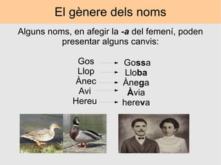 El gènere dels noms Alguns noms, en afegir la  -a  del femení, poden presentar alguns canvis: Go ss a Llo ba Àne g a À via here v a Gos  Llop  Ànec  Avi  Hereu  
